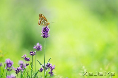 只有知足感恩,才能笑对人生 (2)