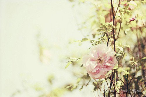 生命是一首悲欢交集的歌,我们都是那个唱歌的人 (9)