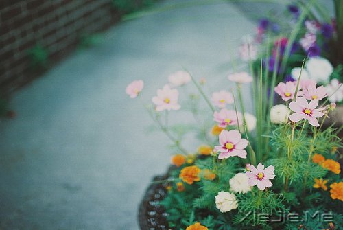 你若盛开,清风自来 (6)