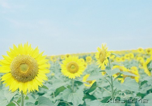 当下的付出,是明日的花开 (1)