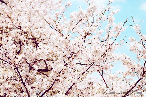 不管成功与否,至少曾经美丽 (5)