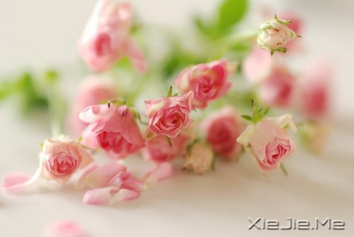 容易衰老的不是容颜,而是不敢进取的心 (9)