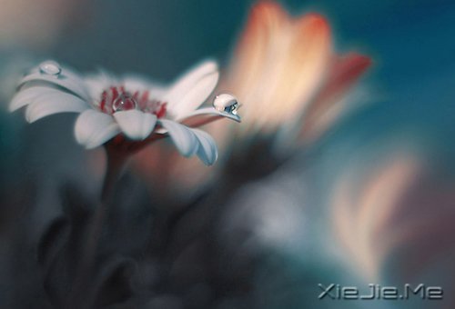 晚安心语:心复杂,世界就是迷宫 (8)