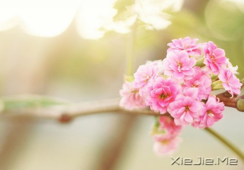 早安心语:别为不该为的人,伤了不该伤的心 (1)