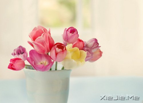 早安心语:别为不该为的人,伤了不该伤的心 (5)