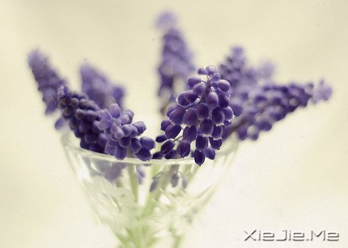 早安心语:轻轻的呼吸,浅浅的微笑 (5)