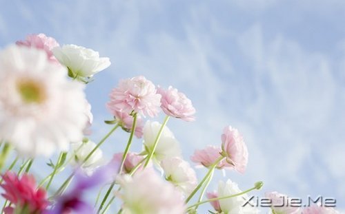 早安心语:走今天的路,过当下的生活 (3)