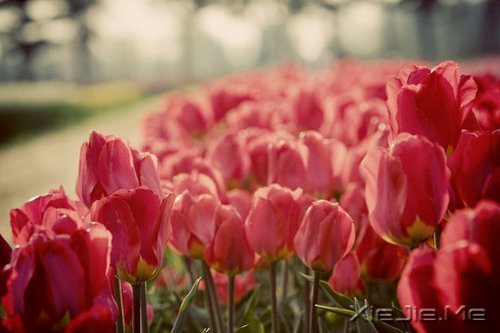 早安心语:得意时要看淡,失意时要看开 (7)