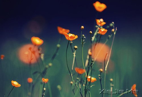 如果时间可以倒退,一切也就不再珍贵 (8)