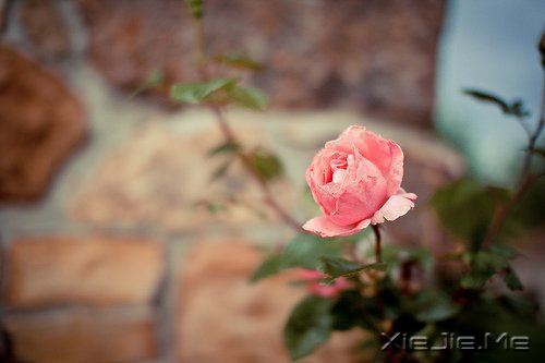 晚安心语:把生活转个身,重新开始 (4)