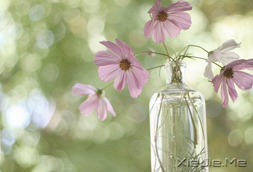 晚安心语:人生最美还是淡然 (7)