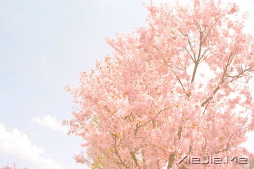 晚安心语:最好的决定,往往是不假思索的那一个 (8)