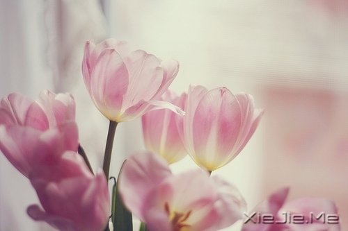 经过人生的荒凉,才能抵达内心的繁华 (10)