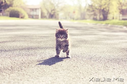 晚安心语:我看起来没心没肺,但其实比谁都真心真意 (8)