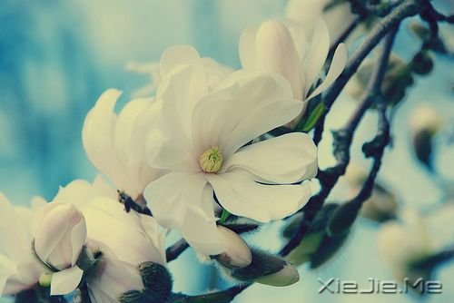 晚安心语:只要心跳还在,演出就没有落幕 (3)