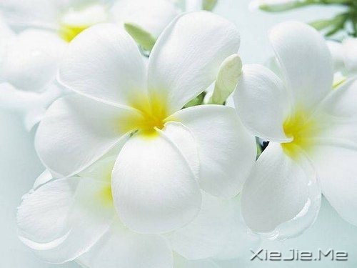 早安心语:对未来的真正慷慨,是把一切献给现在 (6)