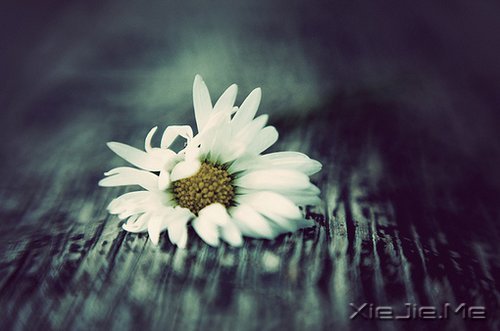 晚安心语:勇敢生活,微笑面对 (9)