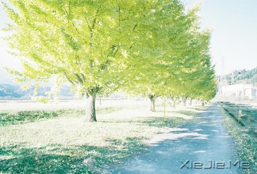 晚安心语:独走的路,是最美的风景 (1)