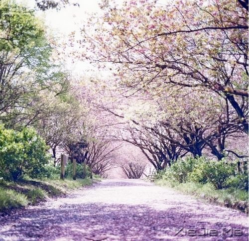 晚安心语:逝去的东西,最好不见,最好不念 (1)