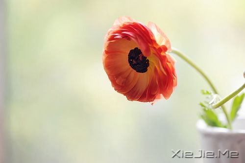 早安心语:坚持需要勇气,重新来过更是如此 (1)