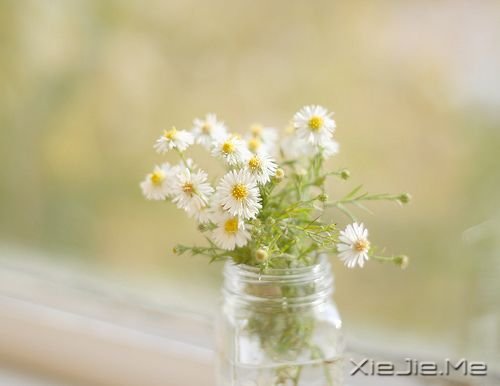 晚安心语:大道理人人都懂,小情绪却是难以自控 (10)