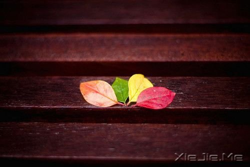 晚安心语:用最多的梦想面对未来 (7)