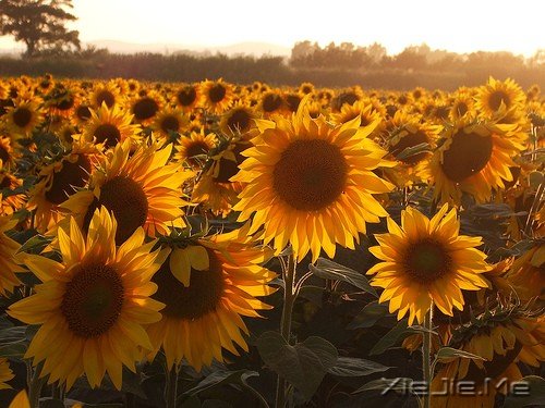 一个人流浪,不必去远方 (8)