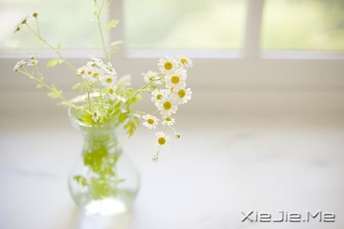 宽容一点,我们的生活会更加美好 花朵图片